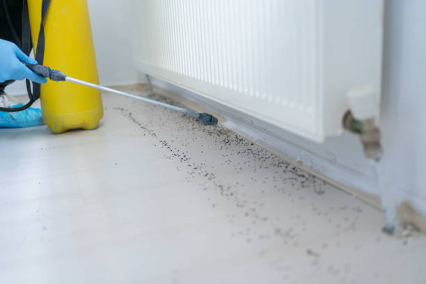 Flea Control Services in La Grange, IL